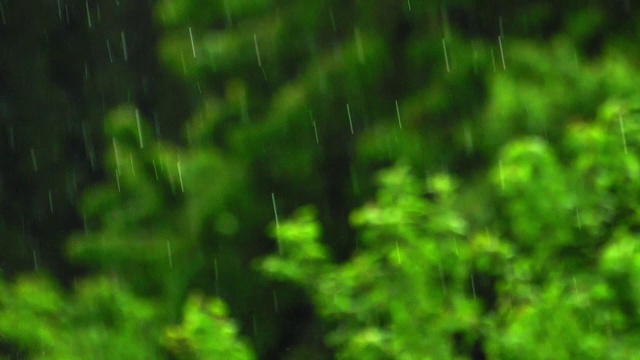 大雨慢动作雨滴在绿色的树叶背景视频素材