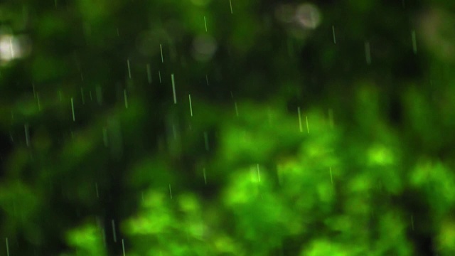 大雨慢动作雨滴在绿色的树叶背景视频素材