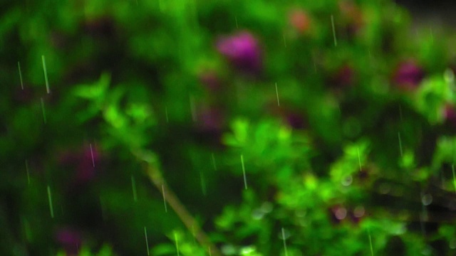 大雨慢动作雨滴在绿色的树叶背景视频素材