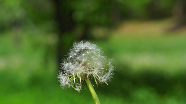 蒲公英时钟蒲公英球种子在风中飞舞的慢镜头视频素材