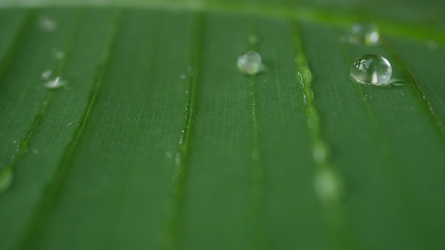 水滴在热带的绿叶上慢动作地滑动视频素材