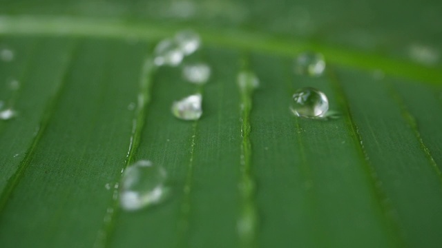 水滴在热带的绿叶上慢动作地滑动视频素材