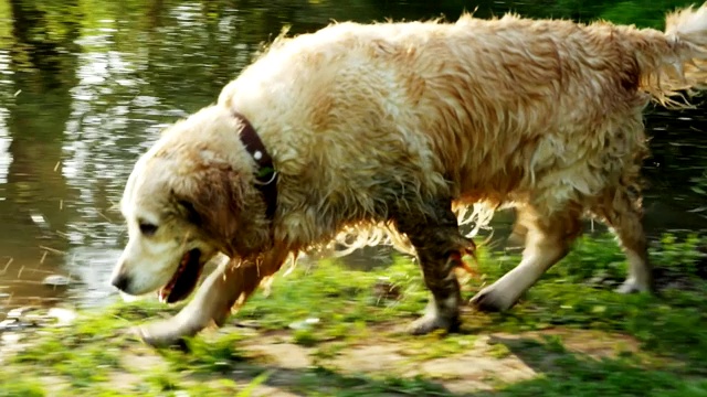 快乐的金毛猎犬沿着山池塘走到水里视频素材