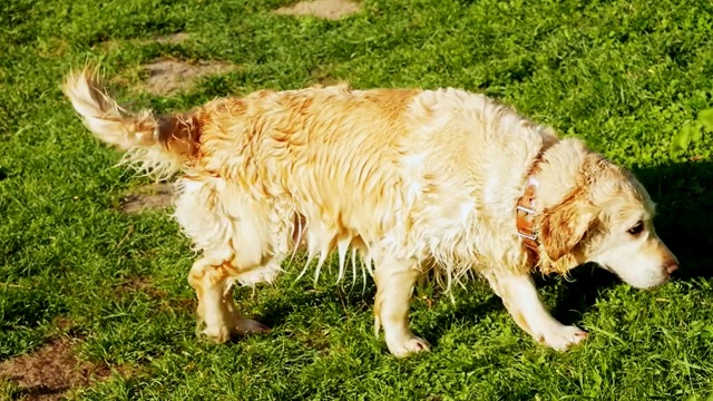 金毛寻回犬或拉布拉多在池塘游泳后，滑稽的湿狗在自然界甩水视频素材