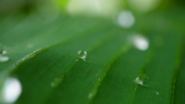 水滴在热带的绿叶上慢动作地滑动视频素材