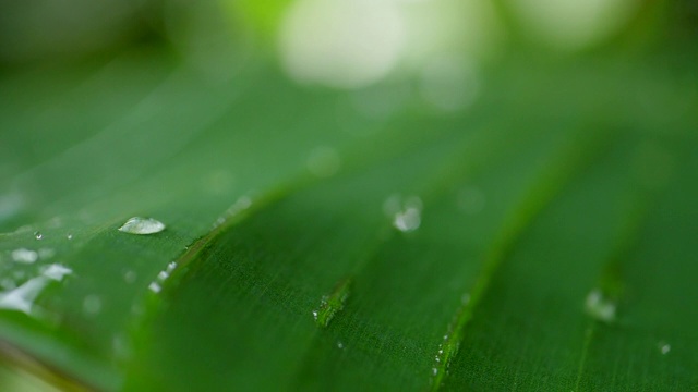 水滴在热带的绿叶上慢动作地滑动视频素材