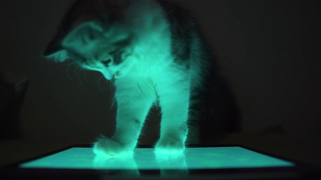 小猫在晚上玩平板电脑视频素材