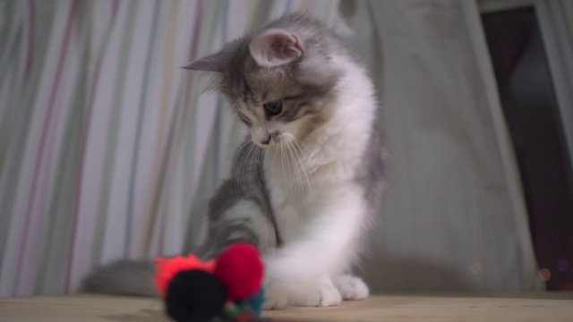 挪威森林小猫玩毛线球视频素材