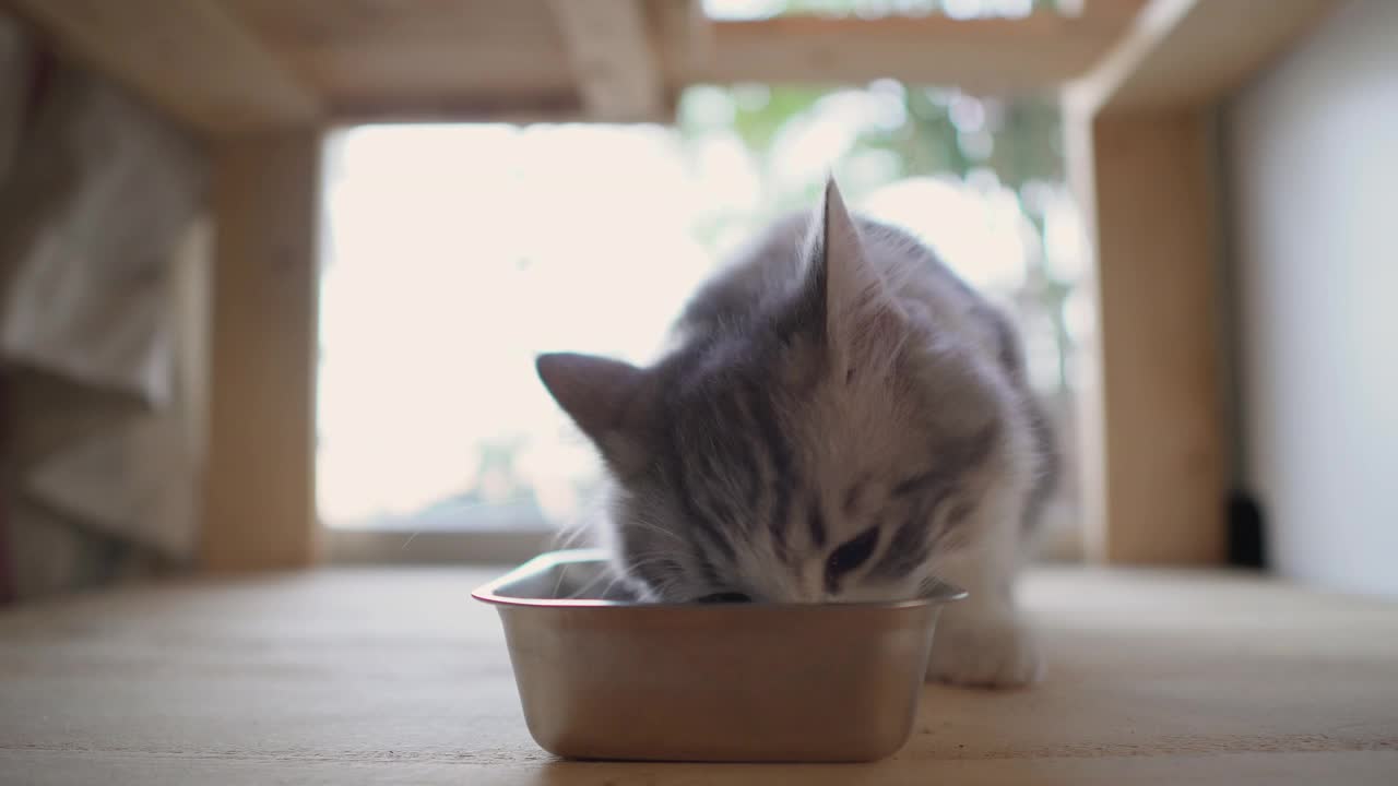 小猫在喂食物视频素材