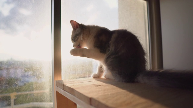 小猫小猫用阳光梳理一条腿视频素材