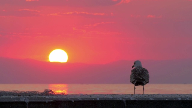 海鸥飞走夕阳下的海景视频素材