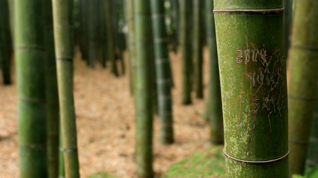 竹林在神奈川镰仓后国寺手持式视频素材