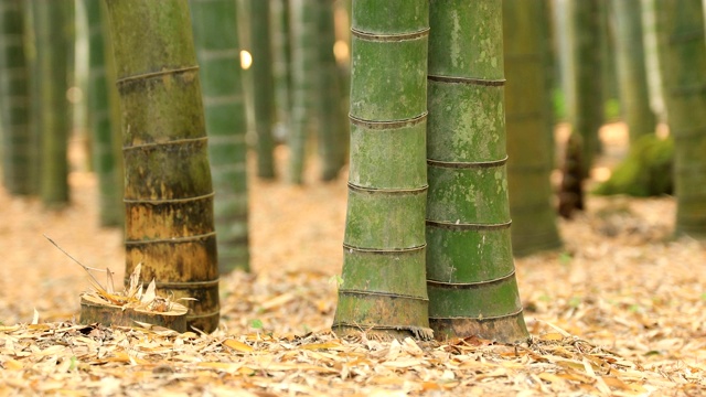 竹林在神奈川镰仓后国寺手持式视频素材