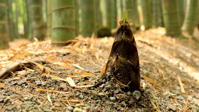 竹林在神奈川镰仓后国寺手持式视频素材