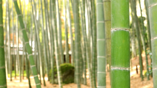 竹林在神奈川镰仓后国寺手持式视频素材