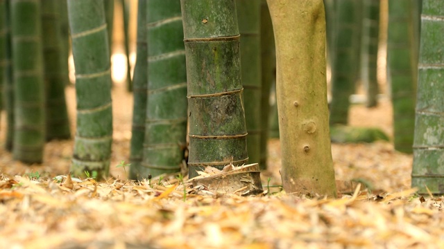 竹林在神奈川镰仓后国寺手持式视频素材