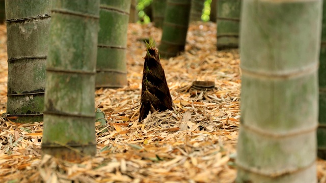 竹林在神奈川镰仓后国寺手持式视频素材