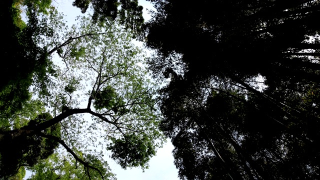 竹林在神奈川镰仓后国寺手持式视频素材