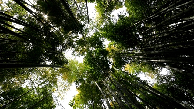 竹林在神奈川镰仓后国寺手持式视频素材