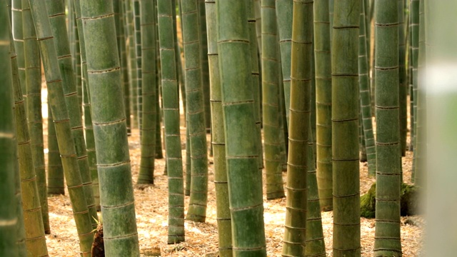 竹林在神奈川镰仓后国寺手持式视频素材