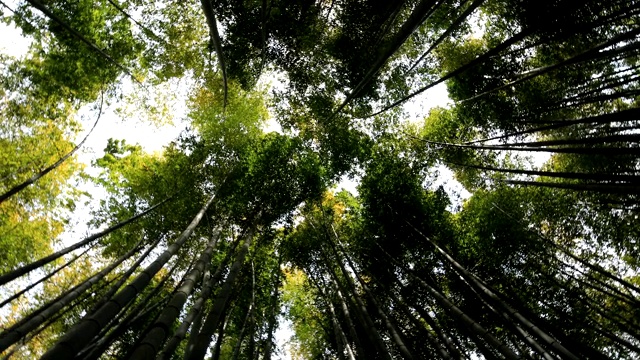 竹林在神奈川镰仓后国寺手持式视频素材