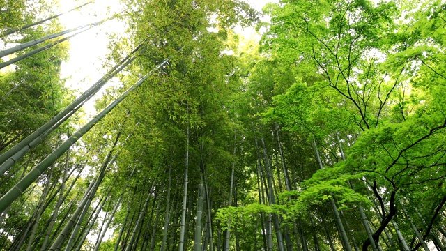 竹林在神奈川镰仓后国寺手持式视频素材