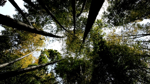 竹林在神奈川镰仓后国寺手持式视频素材