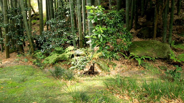 竹林在神奈川镰仓后国寺手持式视频素材