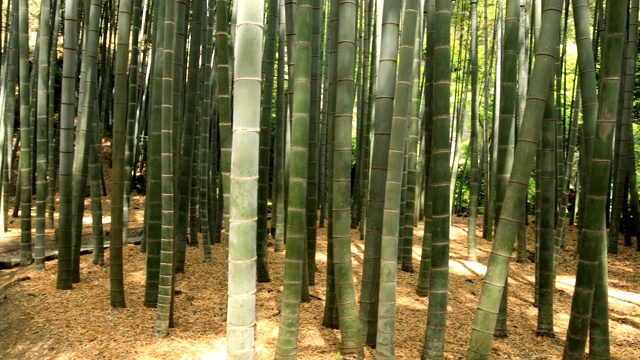 竹林在神奈川镰仓后国寺手持式视频素材