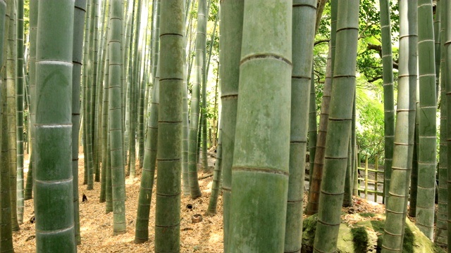 竹林在神奈川镰仓后国寺手持式视频素材