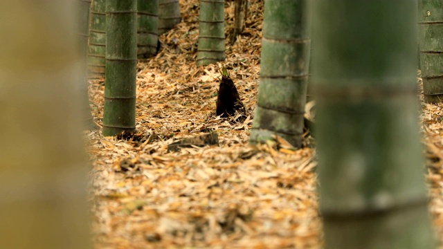 竹林在神奈川镰仓后国寺手持式视频素材