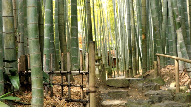 竹林在神奈川镰仓后国寺手持式视频素材