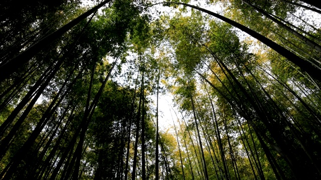 竹林在神奈川镰仓后国寺手持式视频素材