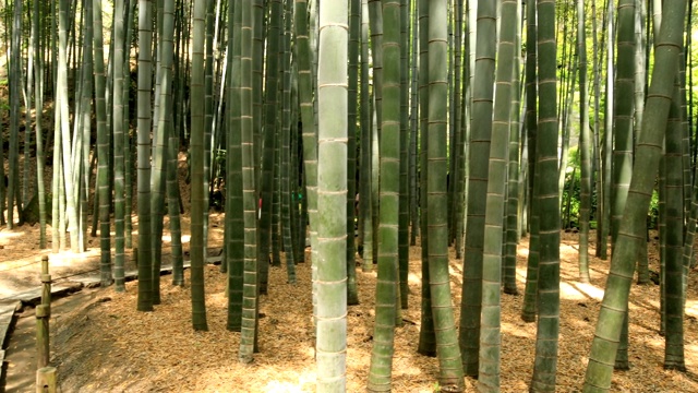 竹林在神奈川镰仓后国寺手持式视频素材