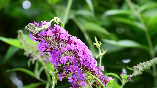 紫色或粉红色的紫丁香花树在春季近距离挑选焦点视频素材