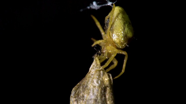 韩国江原道蜘蛛(Cyrtarachne inaequalis)正在拉着它的猎物视频素材