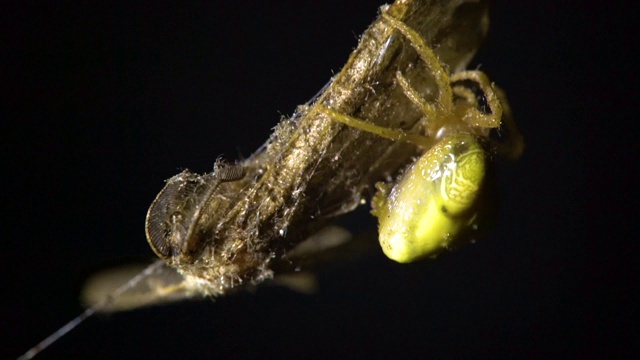 蜘蛛(Cyrtarachne inaequalis)用网裹住蛾子，江原道，韩国视频素材