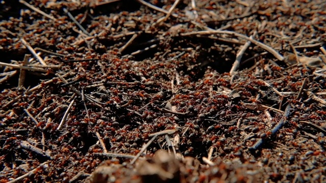 蚂蚁的种群勤劳的家庭昆虫的殖民地视频素材