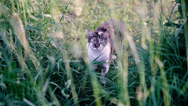 猫。猫坐在草地上视频素材