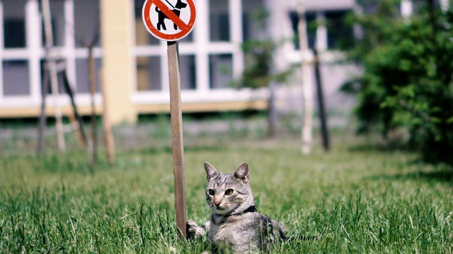 禁止遛狗。猫躺在“禁止遛狗”标志附近的草地上视频素材