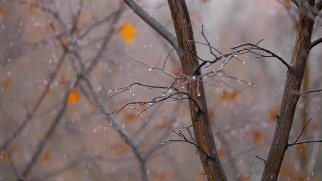 昏暗的晚秋景象，光秃秃的树木和飘落的雪花视频素材