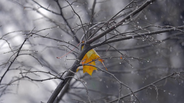 秋天的景象与孤独的黄叶在树下的雪视频素材