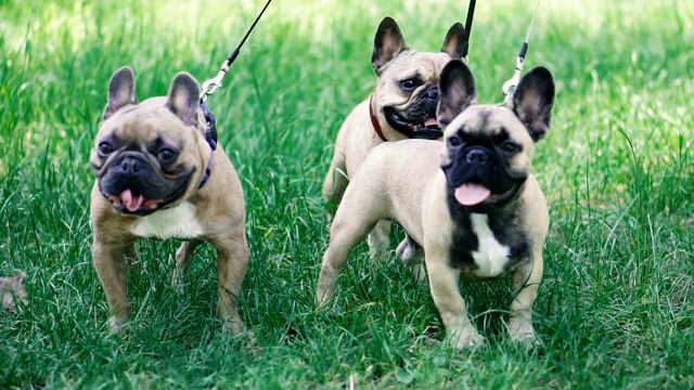 法国斗牛犬。三只法国斗牛犬品种的狗走过草地视频素材