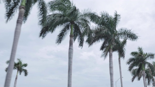 迈阿密高速公路上的棕榈树白天与多云的天空在背景。视频素材