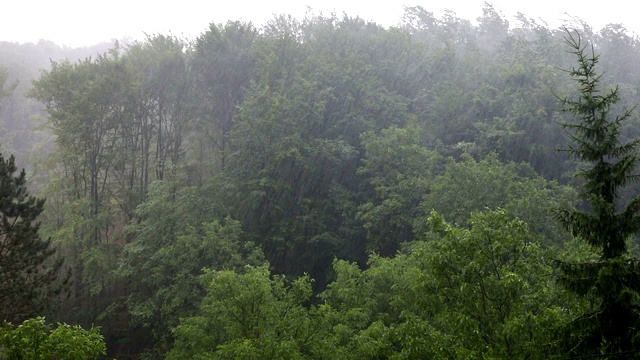 森林里有冰雹视频素材