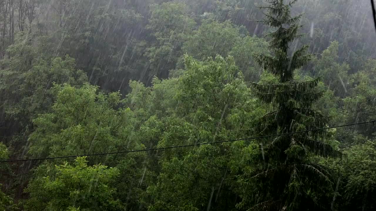 森林中的冰雹风暴视频素材