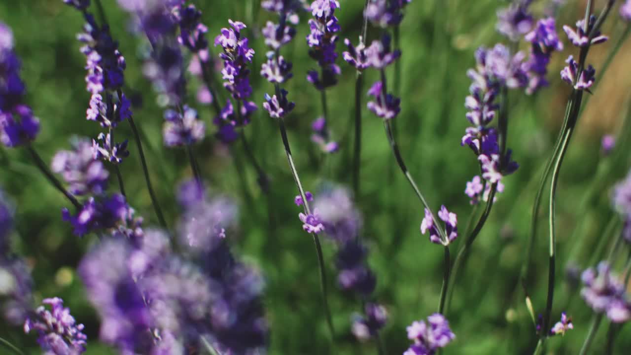 高视角的新鲜薰衣草花在田野上视频素材