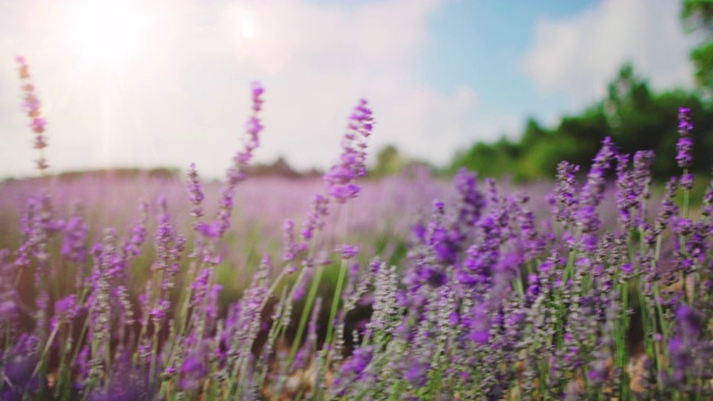 田野上盛开着薰衣草花视频素材