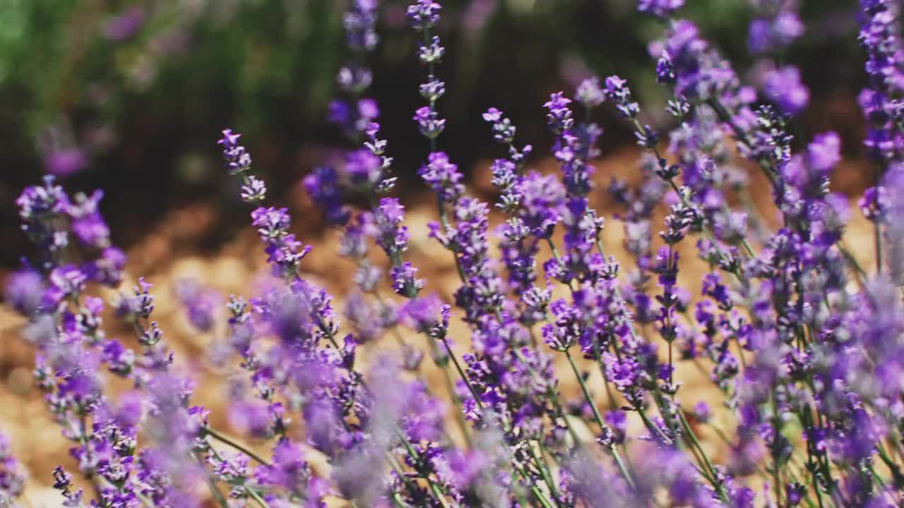 蜜蜂在新鲜的薰衣草花旁飞舞视频素材