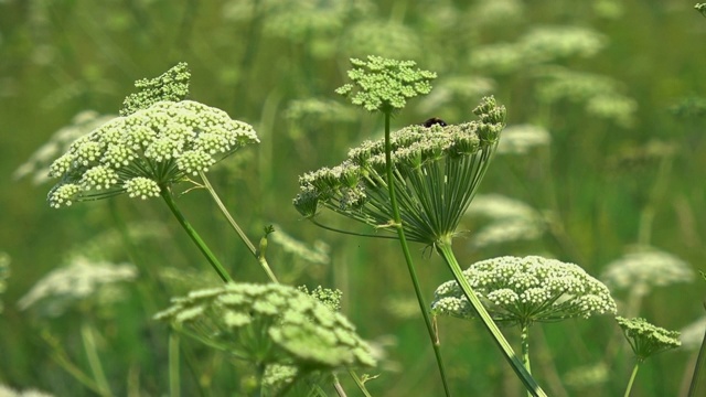 白色的野花视频素材